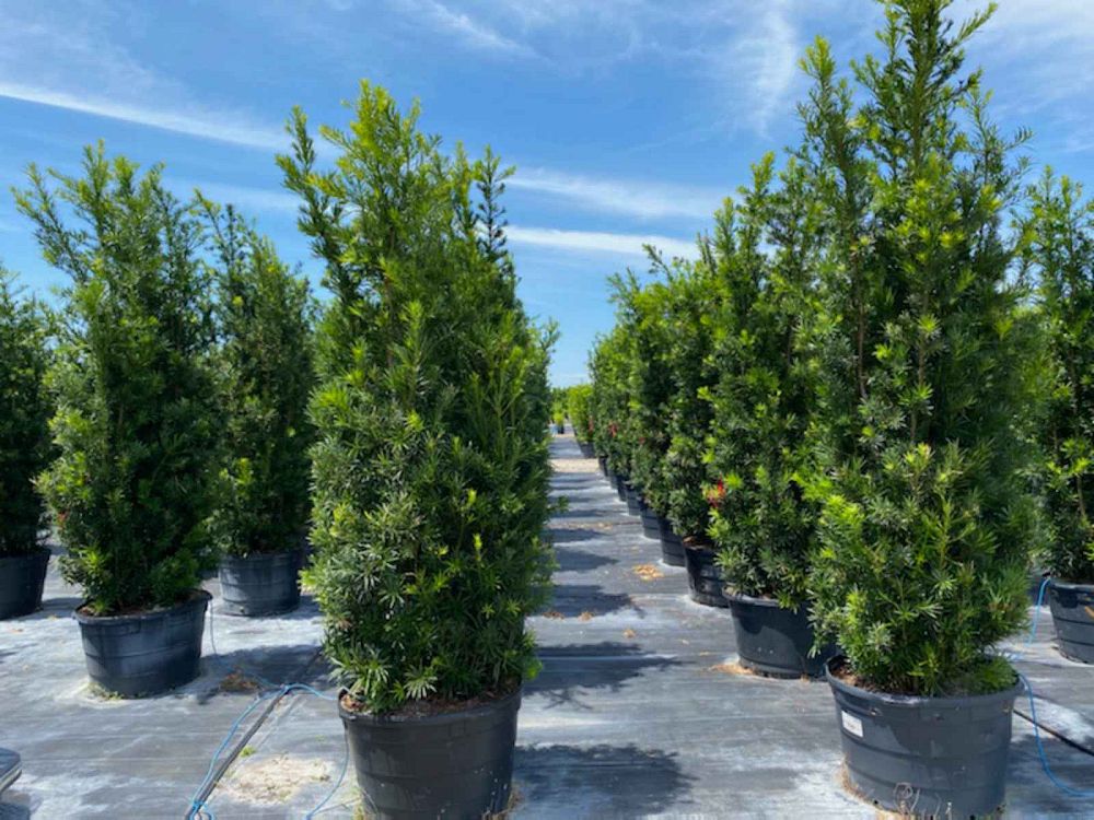 podocarpus-macrophyllus-maki-japanese-yew