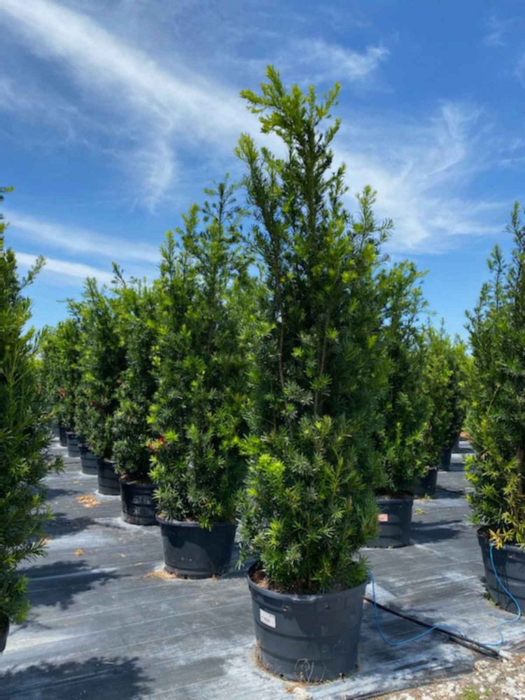 podocarpus-macrophyllus-maki-japanese-yew