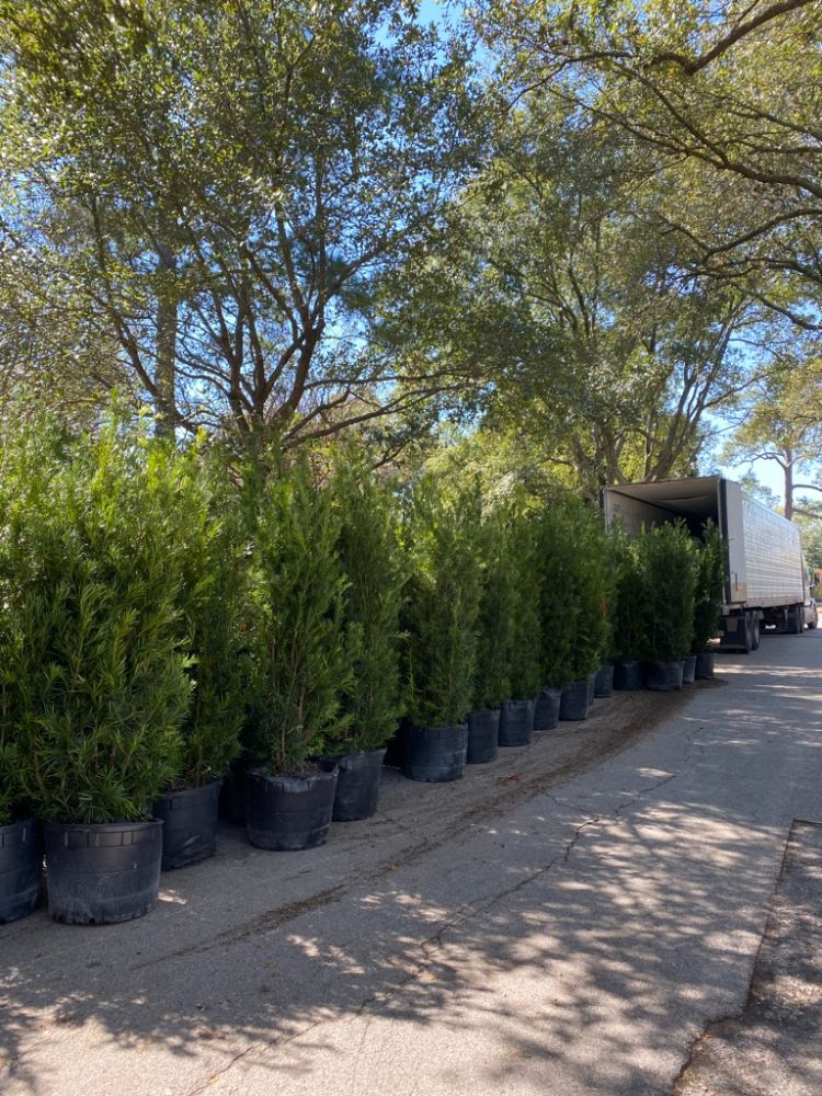 podocarpus-macrophyllus-maki-japanese-yew