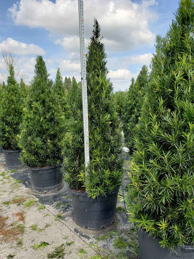 podocarpus-macrophyllus-maki-japanese-yew