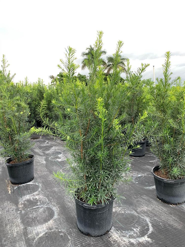 podocarpus-macrophyllus-maki-japanese-yew