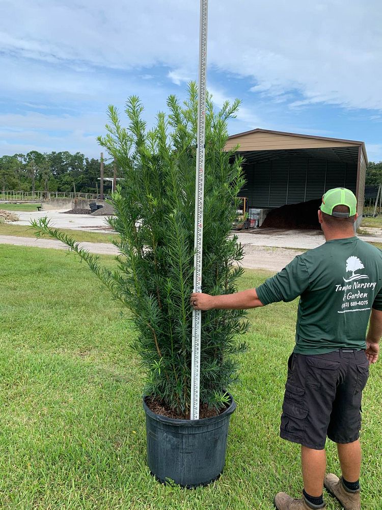 podocarpus-macrophyllus-maki-japanese-yew