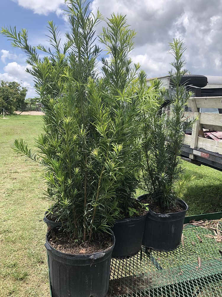 podocarpus-macrophyllus-maki-japanese-yew