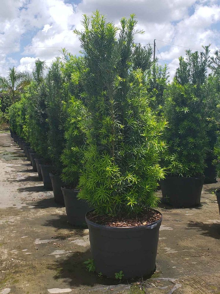 podocarpus-macrophyllus-maki-japanese-yew