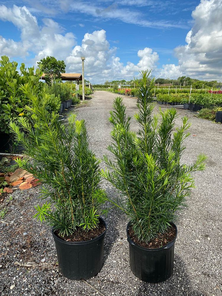 podocarpus-macrophyllus-maki-japanese-yew