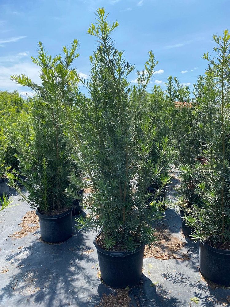 podocarpus-macrophyllus-maki-japanese-yew