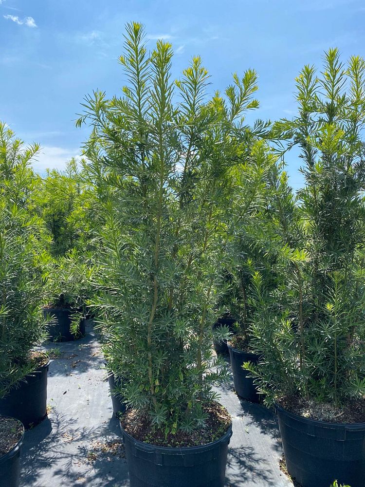 podocarpus-macrophyllus-maki-japanese-yew