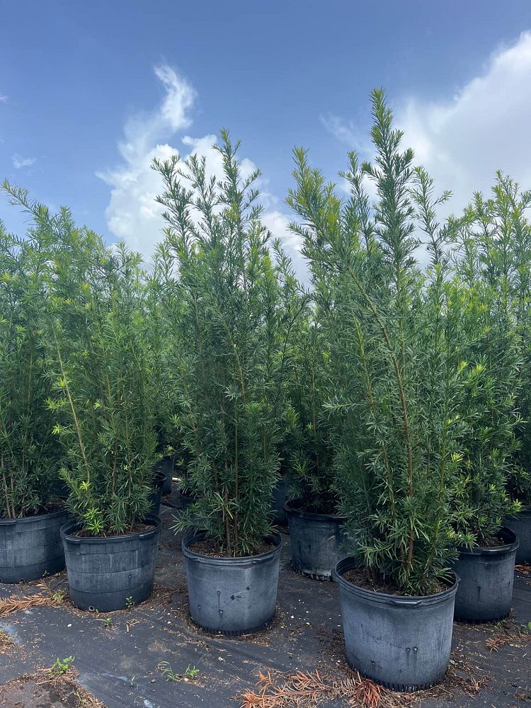 podocarpus-macrophyllus-maki-japanese-yew
