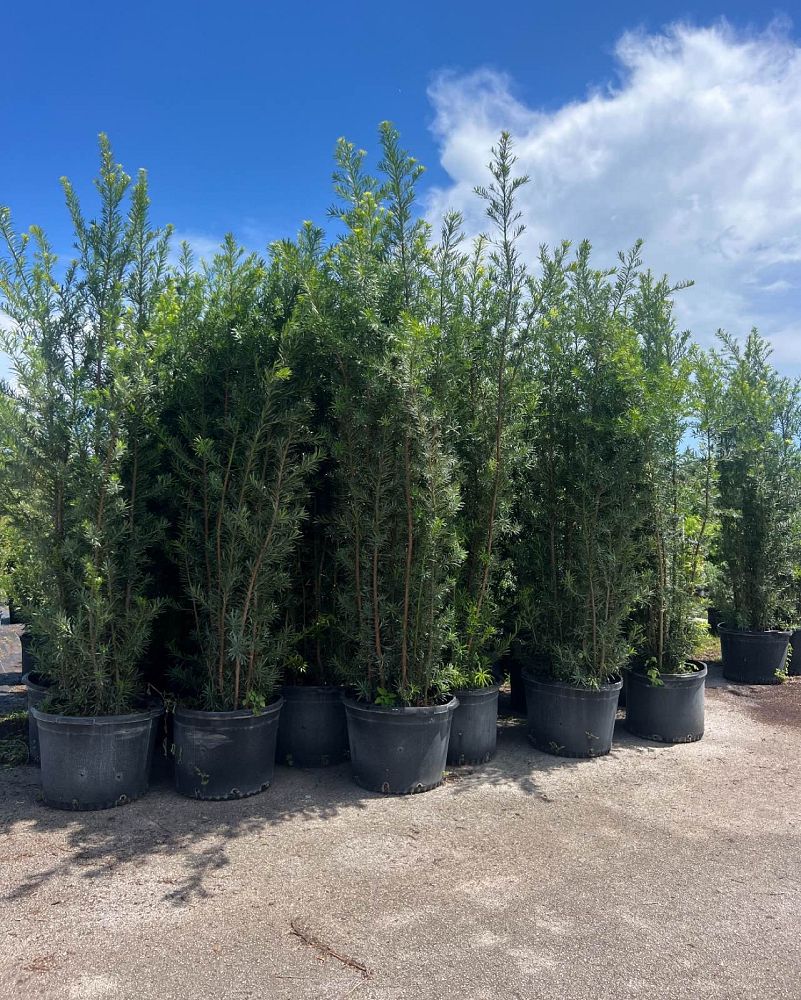 podocarpus-macrophyllus-maki-japanese-yew