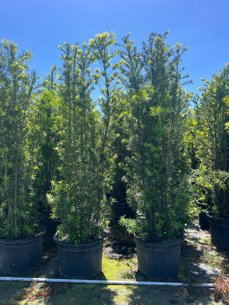 podocarpus-macrophyllus-maki-japanese-yew