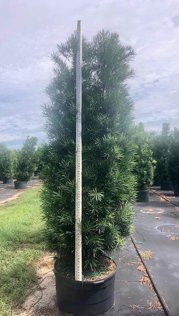podocarpus-macrophyllus-maki-japanese-yew