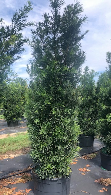 podocarpus-macrophyllus-maki-japanese-yew