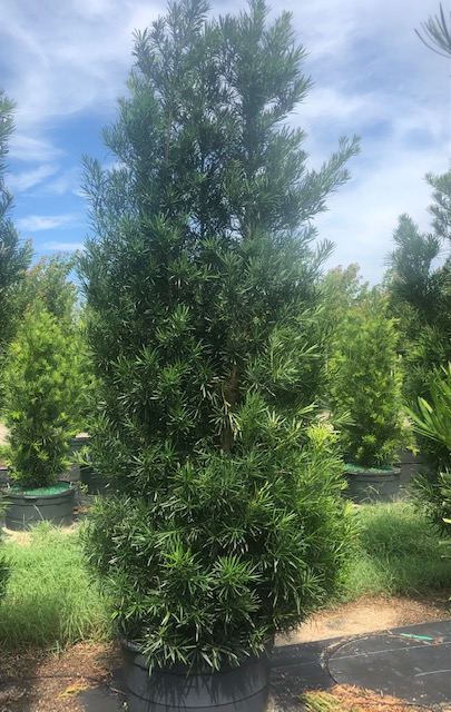 podocarpus-macrophyllus-maki-japanese-yew