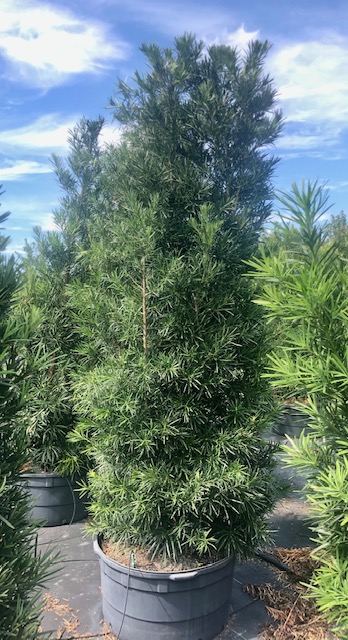 podocarpus-macrophyllus-maki-japanese-yew