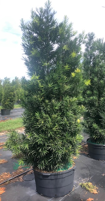 podocarpus-macrophyllus-maki-japanese-yew