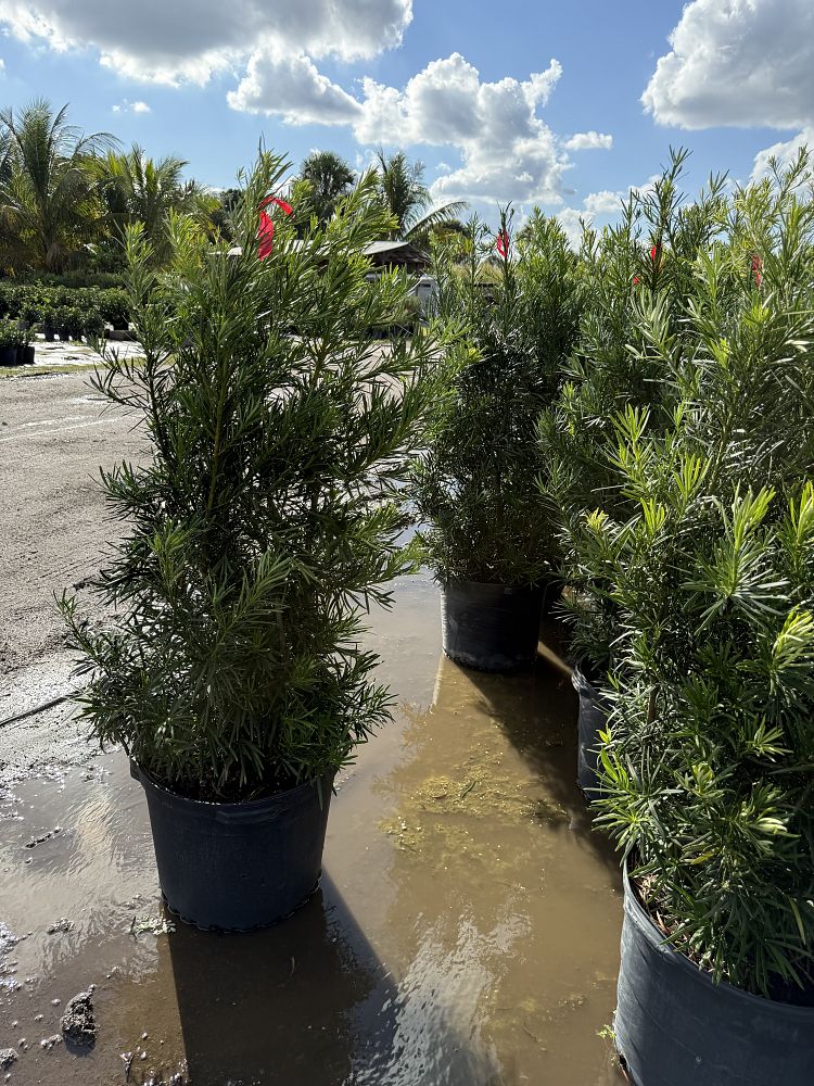 podocarpus-macrophyllus-maki-japanese-yew