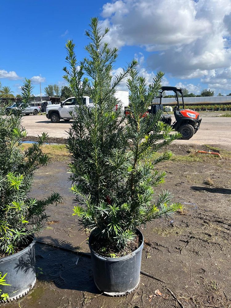 podocarpus-macrophyllus-maki-japanese-yew