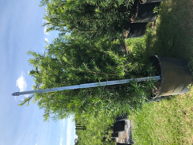 podocarpus-macrophyllus-maki-japanese-yew