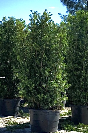 podocarpus-macrophyllus-maki-japanese-yew