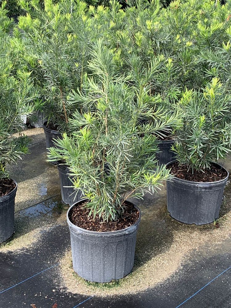 podocarpus-macrophyllus-maki-japanese-yew
