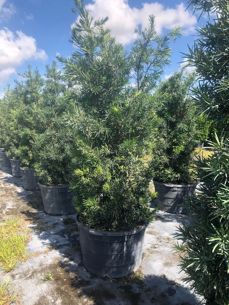 podocarpus-macrophyllus-maki-japanese-yew