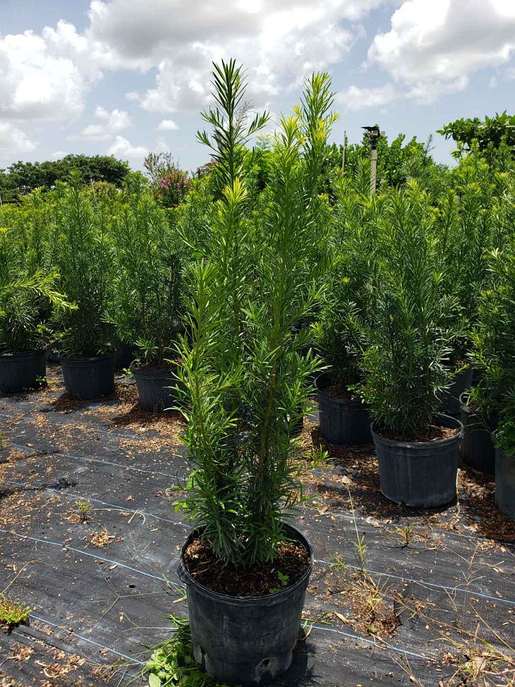 podocarpus-macrophyllus-maki-japanese-yew