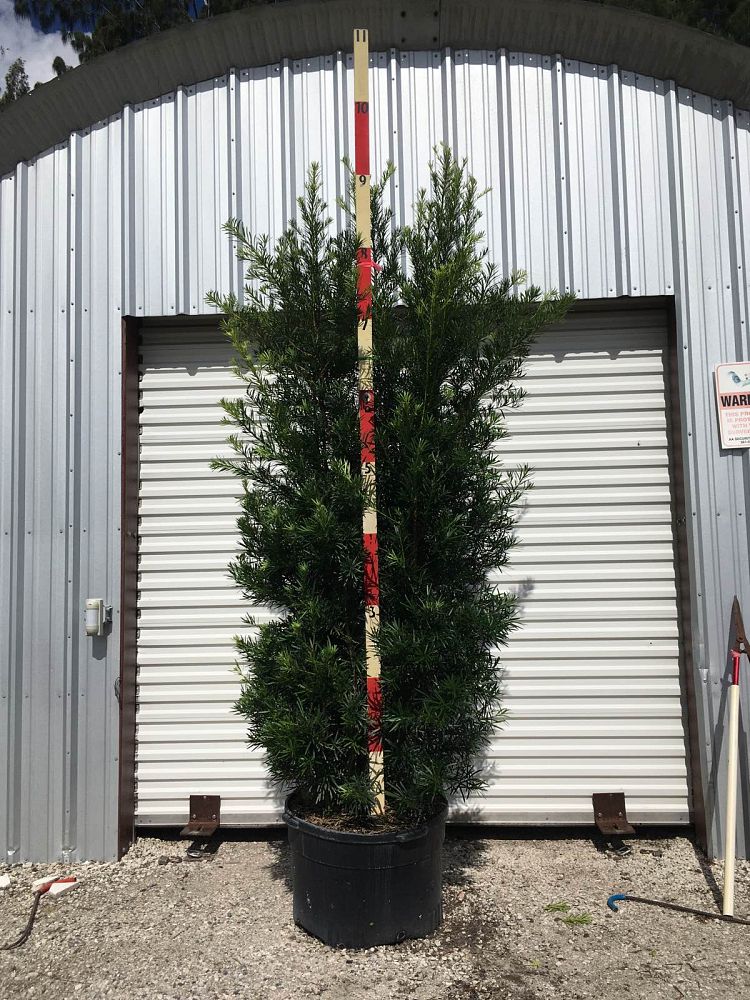 podocarpus-macrophyllus-maki-japanese-yew