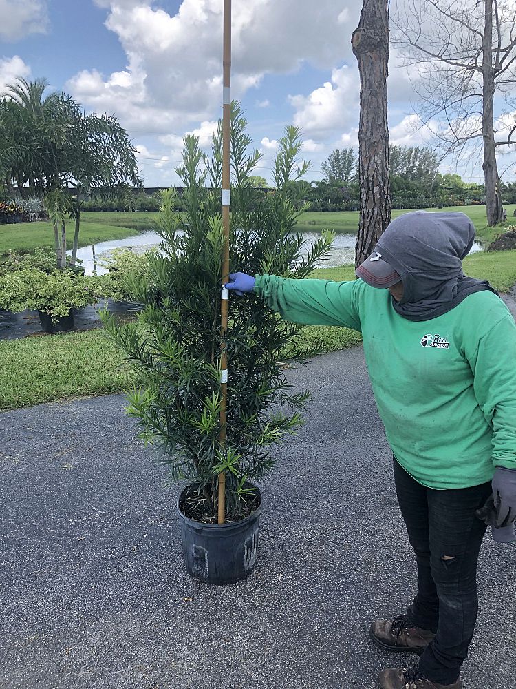 podocarpus-macrophyllus-maki-japanese-yew