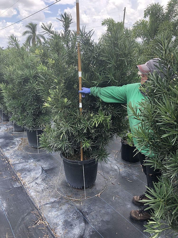 podocarpus-macrophyllus-maki-japanese-yew