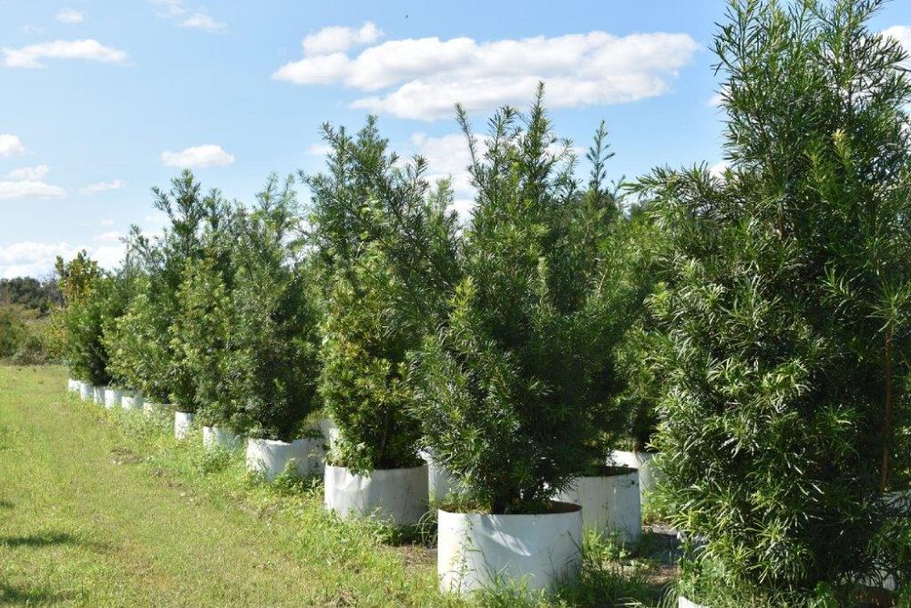 podocarpus-macrophyllus-maki-japanese-yew