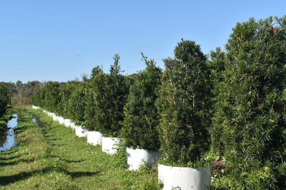podocarpus-macrophyllus-maki-japanese-yew