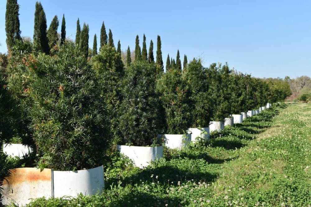 podocarpus-macrophyllus-maki-japanese-yew