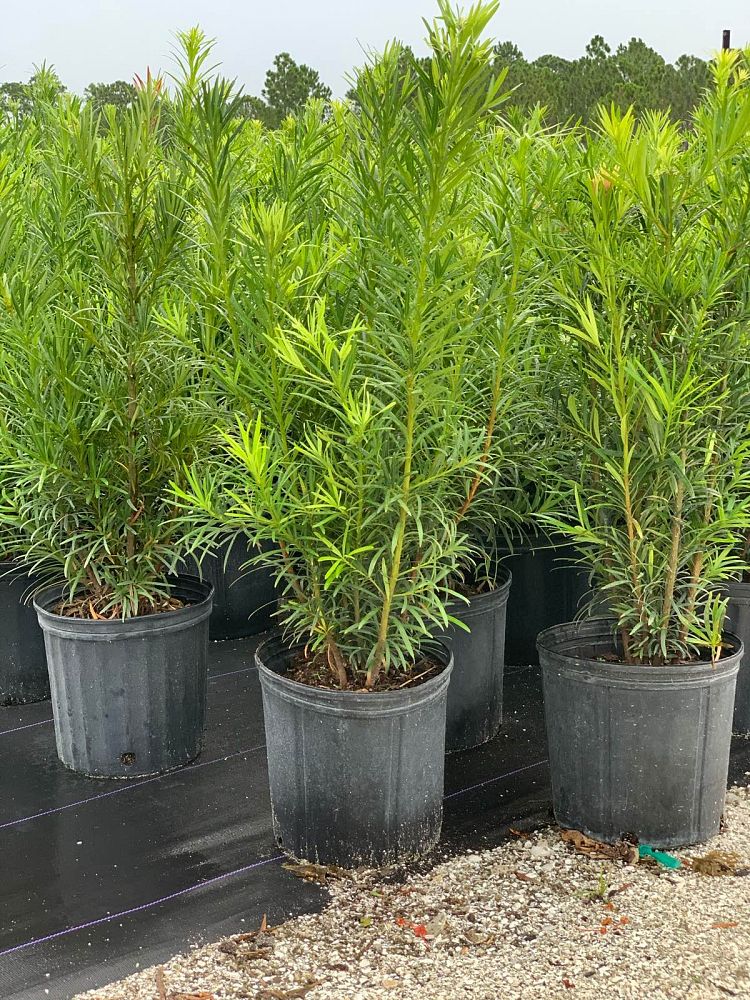 podocarpus-macrophyllus-maki-japanese-yew