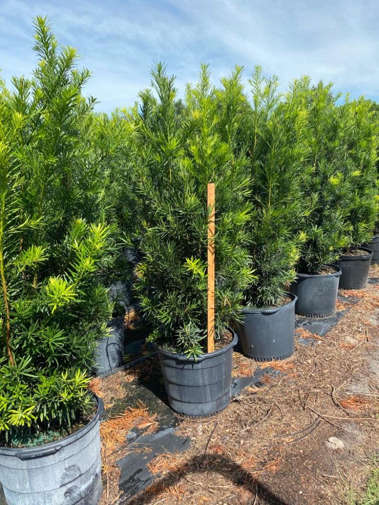 podocarpus-macrophyllus-maki-japanese-yew