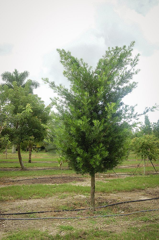 podocarpus-macrophyllus-maki-japanese-yew