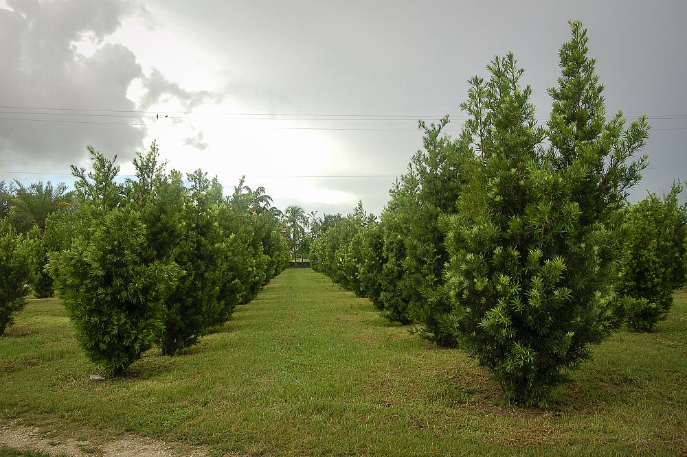 podocarpus-macrophyllus-maki-japanese-yew