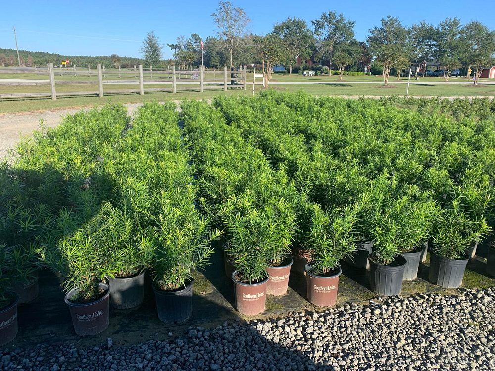 podocarpus-macrophyllus-maki-japanese-yew
