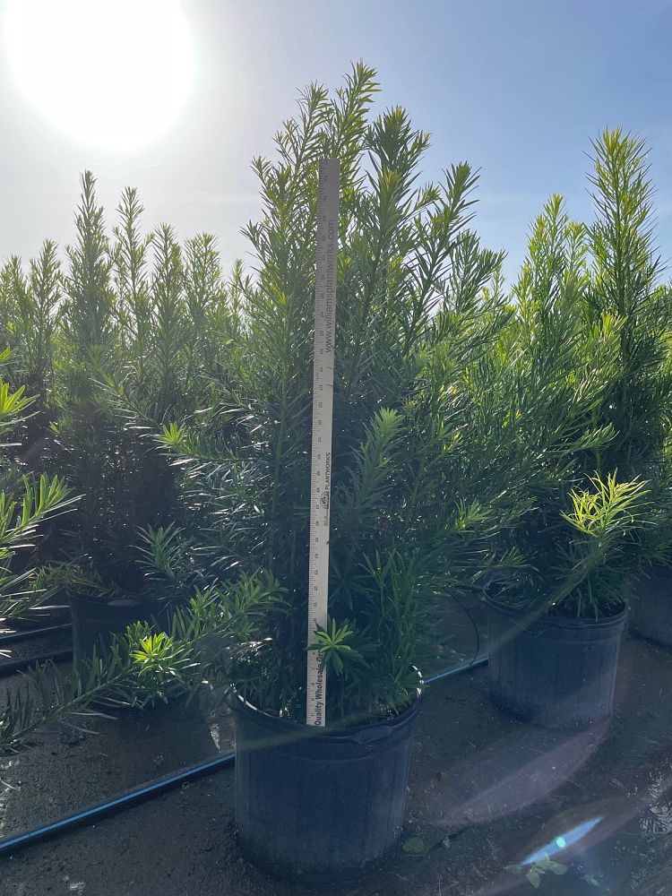 podocarpus-macrophyllus-maki-japanese-yew