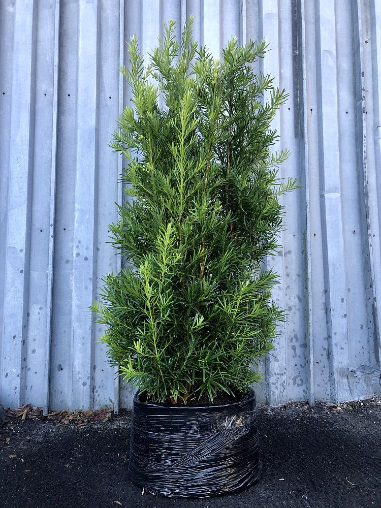 podocarpus-macrophyllus-maki-japanese-yew