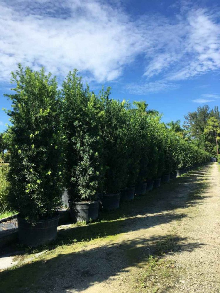 podocarpus-macrophyllus-maki-japanese-yew