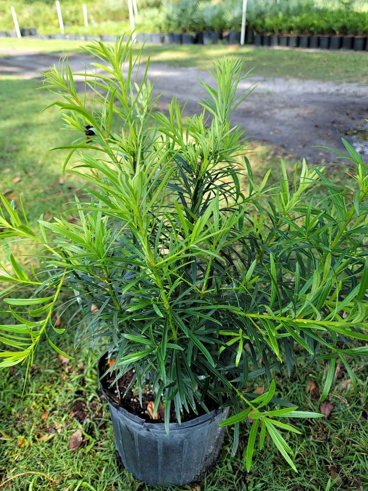 podocarpus-macrophyllus-maki-japanese-yew
