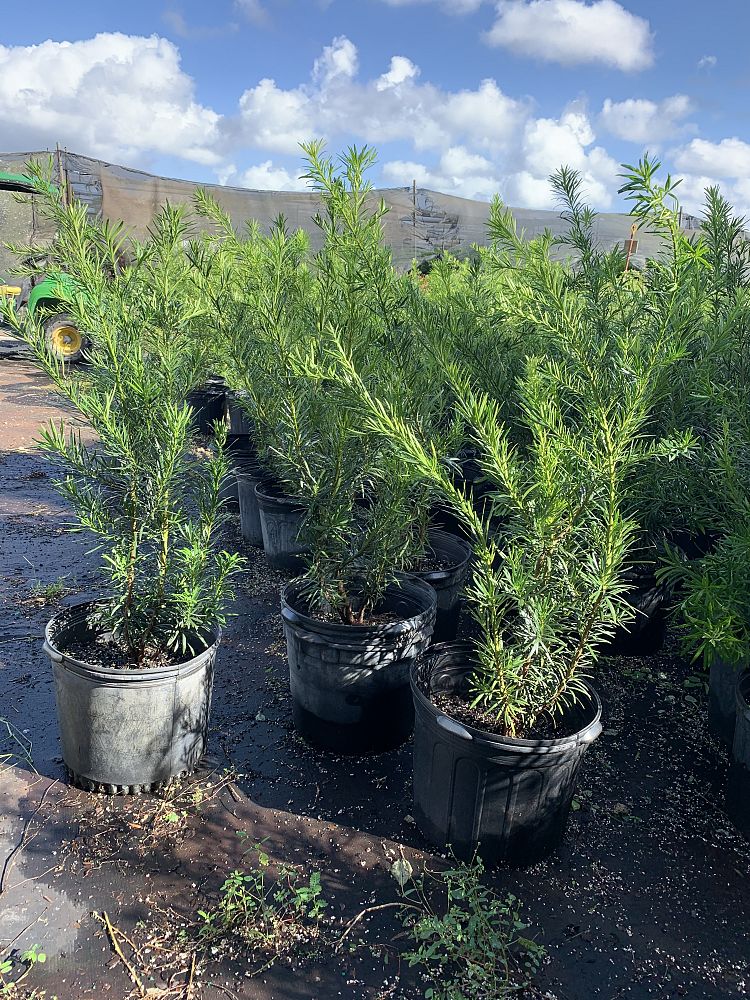podocarpus-macrophyllus-maki-japanese-yew