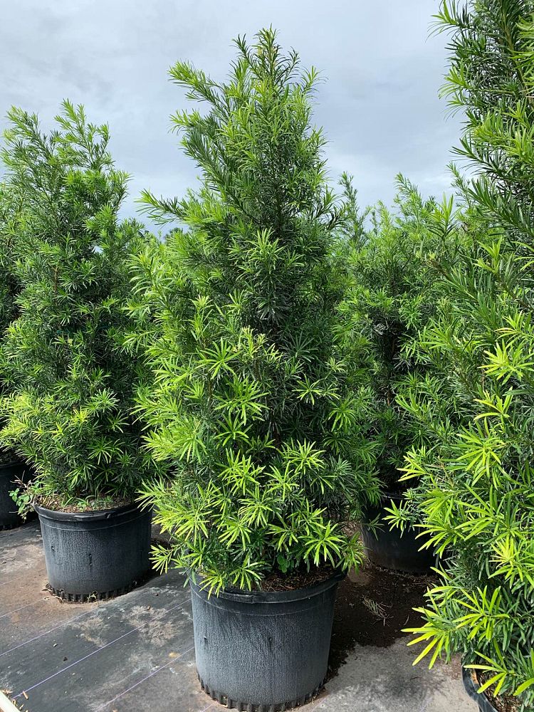 podocarpus-macrophyllus-maki-japanese-yew