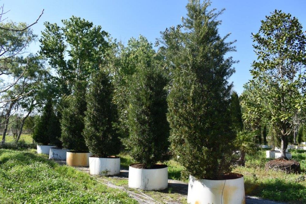 podocarpus-macrophyllus-maki-japanese-yew