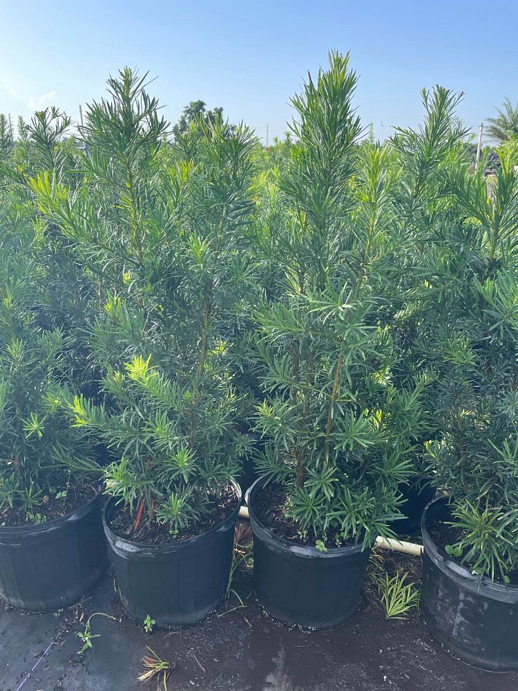 podocarpus-macrophyllus-maki-japanese-yew