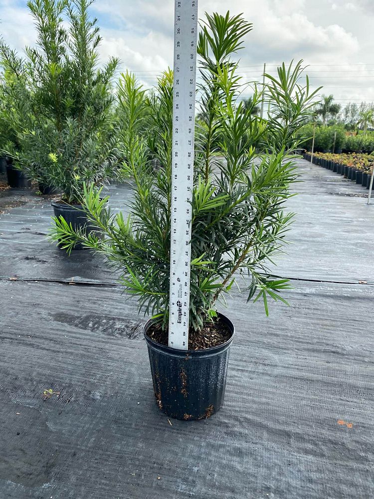 podocarpus-macrophyllus-maki-japanese-yew