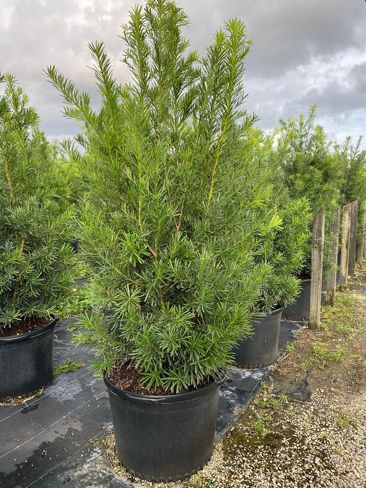 podocarpus-macrophyllus-maki-japanese-yew