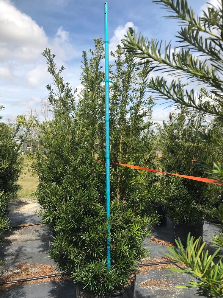 podocarpus-macrophyllus-maki-japanese-yew