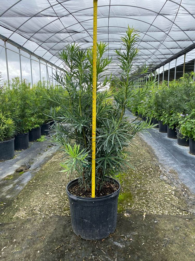 podocarpus-macrophyllus-maki-japanese-yew