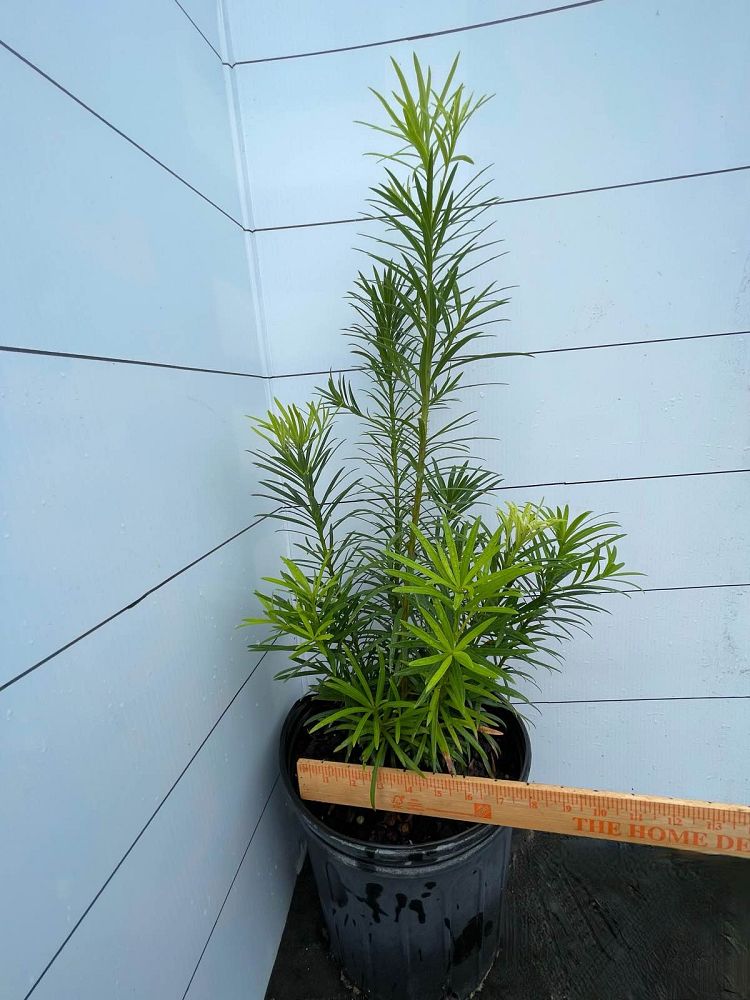 podocarpus-macrophyllus-maki-japanese-yew